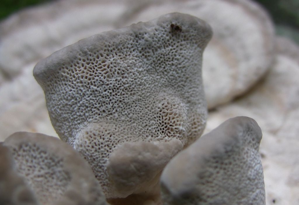 Identificazione fungo lignicolo